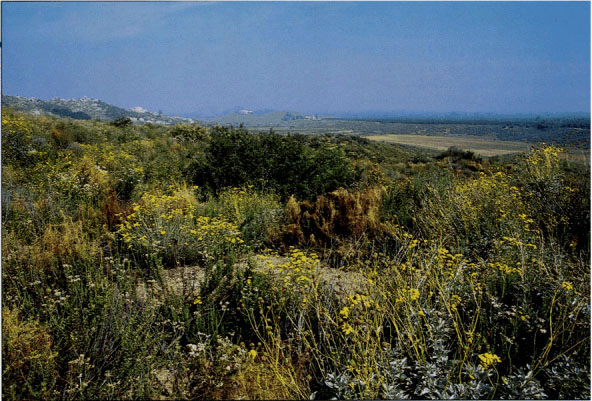Riverside Land Conservancy advocates the preservation of open space such as this brittlebush-covered terrain in Riverside.