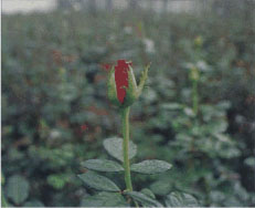 ‘Caramia’ rose bud ready for harvest.