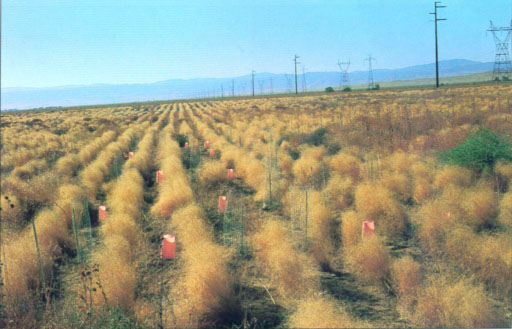 In sandy areas, Indian ricegrass (Achnatherum hymenoides) became established where shrub establishment was poor, even when the shrubs were transplanted with protective plastic cones and wire cages.