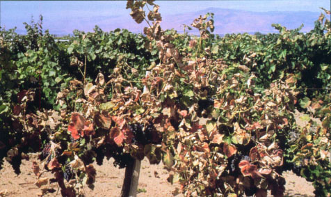 Phaeoacremonium grapevine decline (Vitis vinifera, ‘Syrah’, on rootstock 110R) in Lake County.