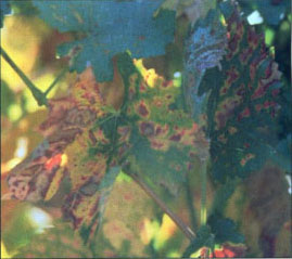 Above, foliage symptoms of Phaeoacremonium young grapevine decline (Vitis vinifera ‘Thompson seedless’).