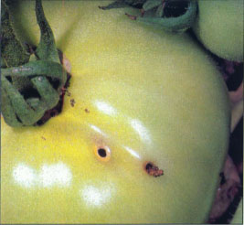 PCAs were more likely to keep records of sampling for worm-damaged fruit than any other UC-recommended sampling method. The frass emerging from one of these holes suggests the damage was caused by tomato fruitworm rather than army-worm.