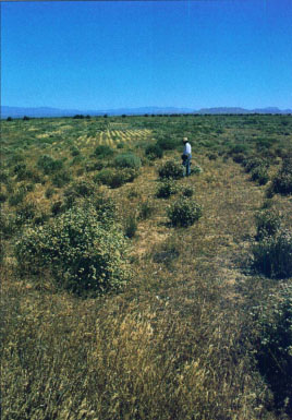 Buckwheat contributed significant vegetative cover in the 2,500 acre area.
