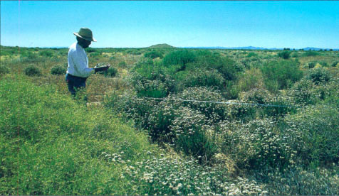 Author David Vaughn found widespread but non-uniform establishment of two saltbushes (Atriplex canescens and A. polycarpa) and California buckwheat (Eriogonum fasciculatum) throughout the EWP area. The shrubs suppressed fugitive dust over most of the formerly eroding area.