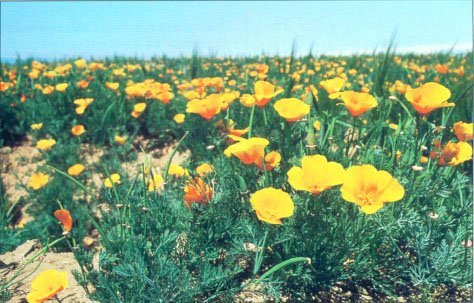 California poppy (Eschscholzia californica) became established after the barley, providing additional vegetative cover as well as aesthetic appeal.