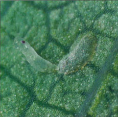 The first instar grape leafhopper emerging from its egg. Studies Indicate that these small leafhopper stages are sensitive to vine conditions, such as water stress, which can be influenced by the presence of perennial cover cropping systems.