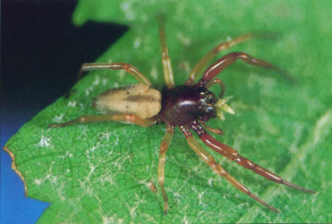 Trachelas pacificus, shown above, eats about 12 leafhoppers per day. In comparison, cobweb weavers eat only 1 or 2 leafhoppers per day. Scientists found few differences on the vine in spider density or species composition in plots with or without cover crops.