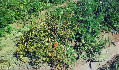 Tomatoes have no genetic resistance to curly top — so named because of the bunchy, twisted foliage characteristic of infected plants.