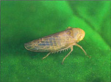 In North America, the beet curly top geminivirus is transmitted only by the beet leafhopper.