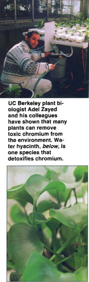 UC Berkeley plant biologist Adel Zayed and his colleagues have shown that many plants can remove toxic chromium from the environment. Water hyacinth, below, is one species that detoxifies chromium.