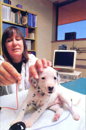 Specialized earphones are used to test a Dalmatian puppy's hearing.