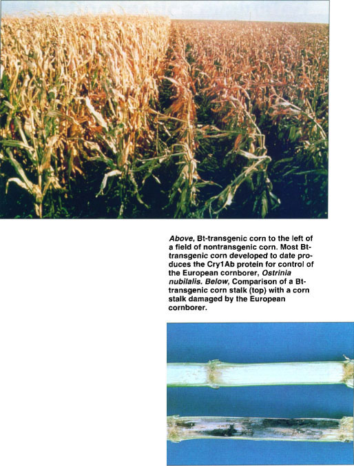 Above, Bt-transgenic corn to the left of a field of nontransgenic corn. Most Bt-transgenic corn developed to date produces the Cry1Ab protein for control of the European cornborer, Ostrinia nubilalis. Below, Comparison of a Bt-transgenic corn stalk (top) with a cornstalk damaged by the European cornborer.