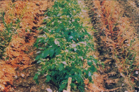 The Bt-transgenic potatoes — in the middle of two rows of nontransgenic potatoes — produce the Cry3A protein, which protects them from damage by the Colorado potato beetle, Leptinotarsa decemlineata.