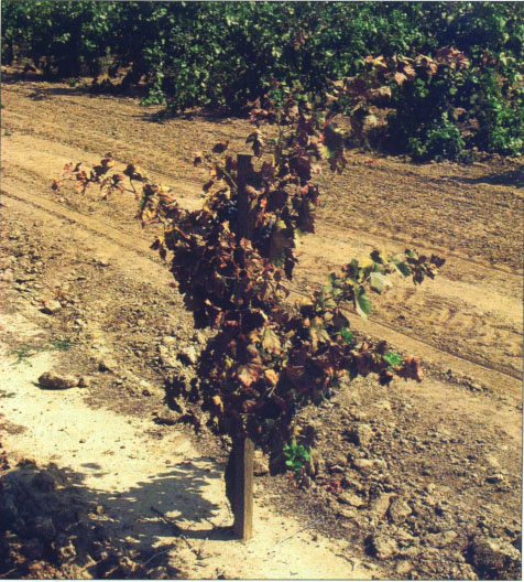 A zinfandel vine that has been defoliated by high populations of Pacific spider mites near Lodi.