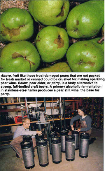 Above, fruit like these frost-damaged pears that are not packed for fresh market or canned could be crushed for making sparkling pear wine. Below, pear cider. or perry, is a tasty alternative to strong, full-bodied craft beers. A primary alcoholic fermentation in stainless-steel tanks produces a pear still wine, the base for perry. 