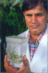 UC Davis geneticist Ram Chander Yadav examines a transgenic rice plant that he has created through Agrobacterium-mediated transformation. He used the bacteria to transfer the resistance gene into the plant.