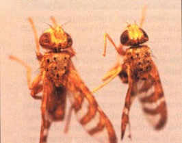 The false peacock fly (left), and the “true” peacock fly, Ch. australis (right). Note the extra spot on the upper left side of the thorax of the false peacock fly.