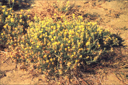 Yellow starthistle with numerous basal branches was mowed three times at early flowering.