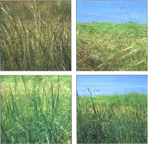 Clockwise from top left: California melic, needlegrass, Berber orchardgrass and blue wildrye.