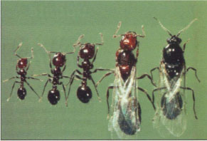 Red imported fire ants, from left to right, three sizes of worker ants, a winged (virgin) queen and winged male.