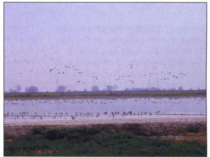 Gallo has also restored wetlands for waterfowl.