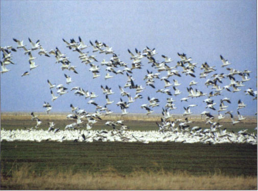 Haying promotes earlier spring forage for migrating waterfowl such as geese.