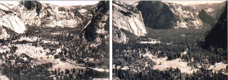 East end of Yosemite Valley from Columbia Point in 1899 (left), showing open meadows, scattered oaks and large pines. Right, view in 1961 showing development of dense conifer forest.