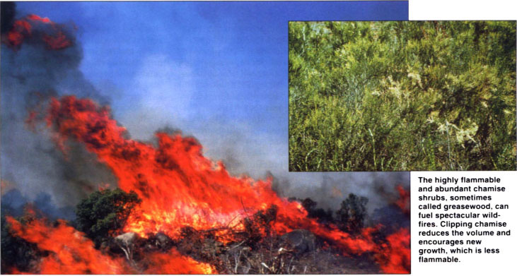 The highly flammable and abundant chamise shrubs, sometimes called greasewood, can fuel spectacular wildfires. Clipping chamise reduces the volume and encourages new growth, which is less flammable.