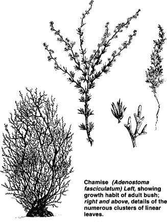 Chamise (Adenostoma fasciculatum) Left, showing growth habit of adult bush; right and above, details of the numerous clusters of linear leaves.
