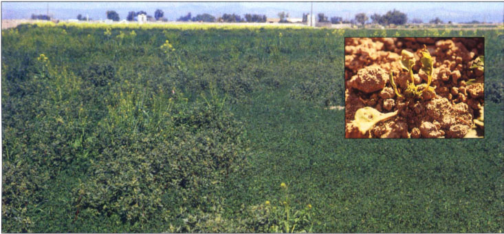Imazethapyr plantback study, treated plot on right. Inset shows the effect of imazethapyr on sugarbeet plant. Note stunted new leaves in center of plant; the photo was taken about 20 months after treatment.