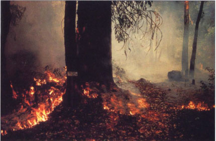 Scientists are studying how to prevent wildfires like this catastrophic blaze at Big Creek Reserve in 1985.