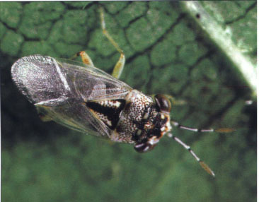 Generalist predators, such as bigeyed bugs, were more abundant in organic than conventional fields in all 3 years of the study. These beneficial insects feed on lygus bug eggs and nymphs and all stages of spider mites and other plant-feeding insects.