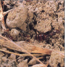 Red imported fire ant queen being tended by workers.