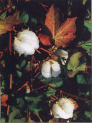Organic cotton bolls.