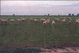 Lambs prefer weeds to alfalfa.