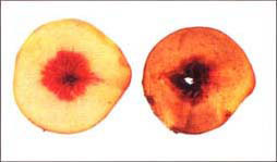 The ‘Elegant Lady’ peach on the right shows symptoms of Cl (internal browning), in comparison with the healthy fruit on the left.