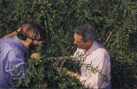 UC horticulturist Paul Vossen, left, advises olive oil producer Ridgley Evers on farming for prize-winning olive oil flavor.