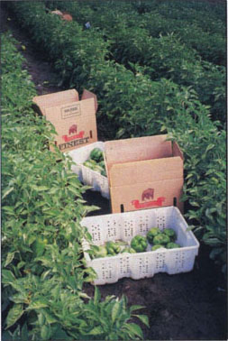 Seven different organic fertilizers were compared on bell peppers.
