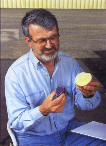 Ron Voss shows that the internal flesh of a potato variety may be colored.