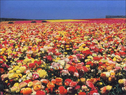 The beauty and color of ranunculus flowers attracts thousands of visitors to The Flower Fields in Carlsbad.