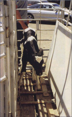 A goal of every dairy producer is to raise fast-growing, healthy heifers to replace older cows in the milking herd, while minimizing costs. Most calf-rearing facilities are labor and capital intensive and must be well managed to minimize death loss and disease. Unfortunately, newborn heifer calves often receive insufficient colostrum immunoglobulins, predisposing them to illness. Rearing immunodeficient calves in groups on pasture (mob rearing) from birth offers dairy producers an opportunity to reduce production costs with no greater risk of mortality while improving animal performance. In this pilot study, feed costs were 48% lower for mob-reared calves from birth up to 165 days of age. Additionally, the rate of gain for mob calves was greater immediately following weaning, and the risk of mortality was 40% less for mob calves than for calves reared in individual pens with limited calf-to-calf contact.
