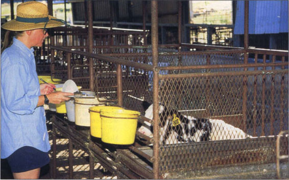 Near left, calves were observed three times each week during the trial and any signs of illness or injury were recorded.Far left, calves were weighed on a portable livestock scale at birth, weaning, 1 month post- weaning and at the con- clusion of the trial.