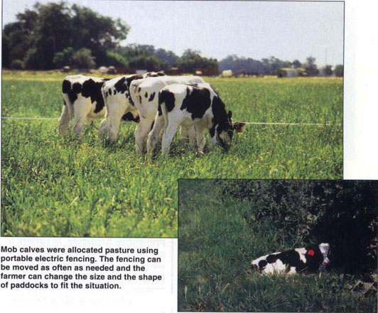 Mob calves were allocated pasture using portable electric fencing. The fencing can be moved as often as needed and the farmer can change the size and the shape of paddocks to fit the situation.
