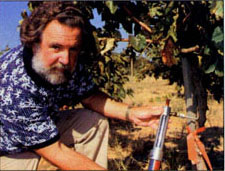 Using a hand-held injection device, Bruce Kirkpatrick introduces nutrients into vines to protect them against infection.