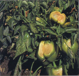 This green bell pepper field shows sunburned fruit. The furrows are full of leaves that have fallen from the plants due to defoliation from pepper powdery mildew.