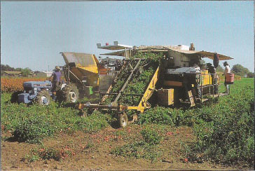 California farming is often compared to manufacturing, with open-air enterprises converting raw materials into finished products.
