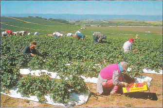 Jobs in agriculture attract Mexican workers to California, but usually offer poverty-level wages.