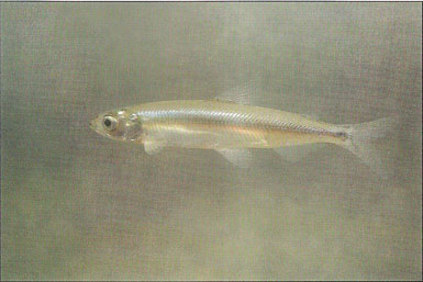 Despite dire predictions, the California economy did not collapse after the delta smelt was added to the federal endangered species list.