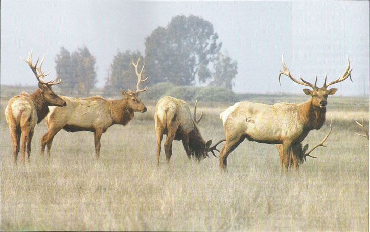 Once abundant in California, a few herds of native tule elk now survive in preserves.