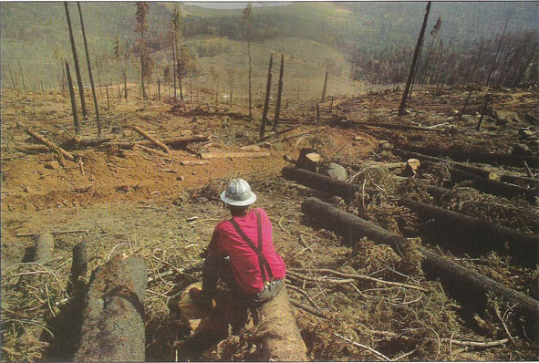 Historically, decisions concerning forests and timber harvesting were made by a small and powerful elite. Today, decisions are more likely to be reached by a process of consensus-building among local stakeholders, environmentalists, scientists, regulators and other interested persons. At left, Near Burney, a salvage logger surveys the landscape. While logging in national forests has declined 75%, clear-cutting, historic photo, facing page, still occurs on public and private lands.